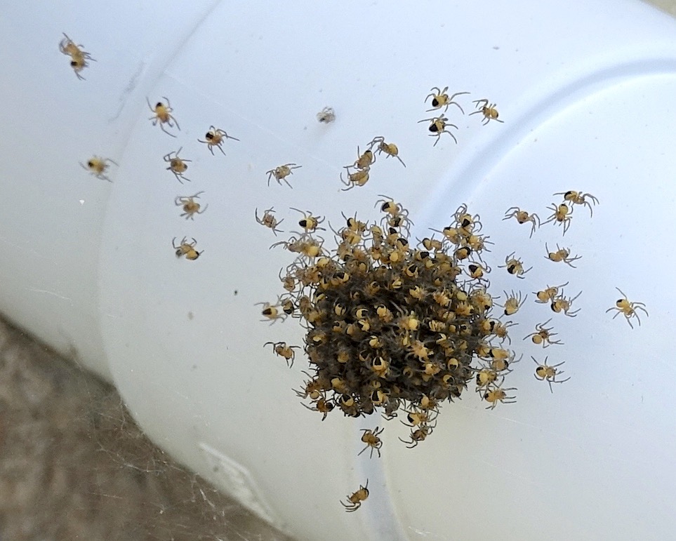 spiders' nest